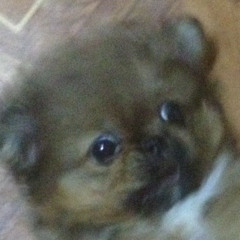 Макс Корж - На дому (2021)