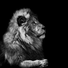 animal
