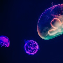 Synchro Destiny (Body Scan/Chakras) Guided Meditation