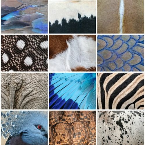 Stream Fur, Skin, Scales or Feathers by Young Producers Group Listen online for free on SoundCloud