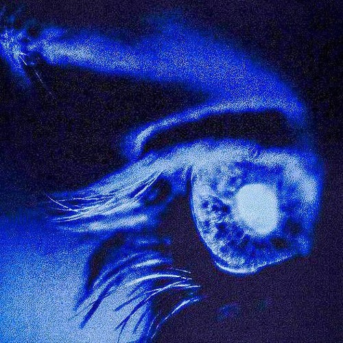 Шайни & nikitsunami - stand a chance