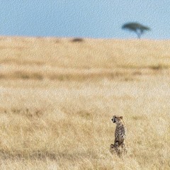 Grasslands