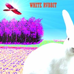 moa♻ - WHITE RVBBIT S&C