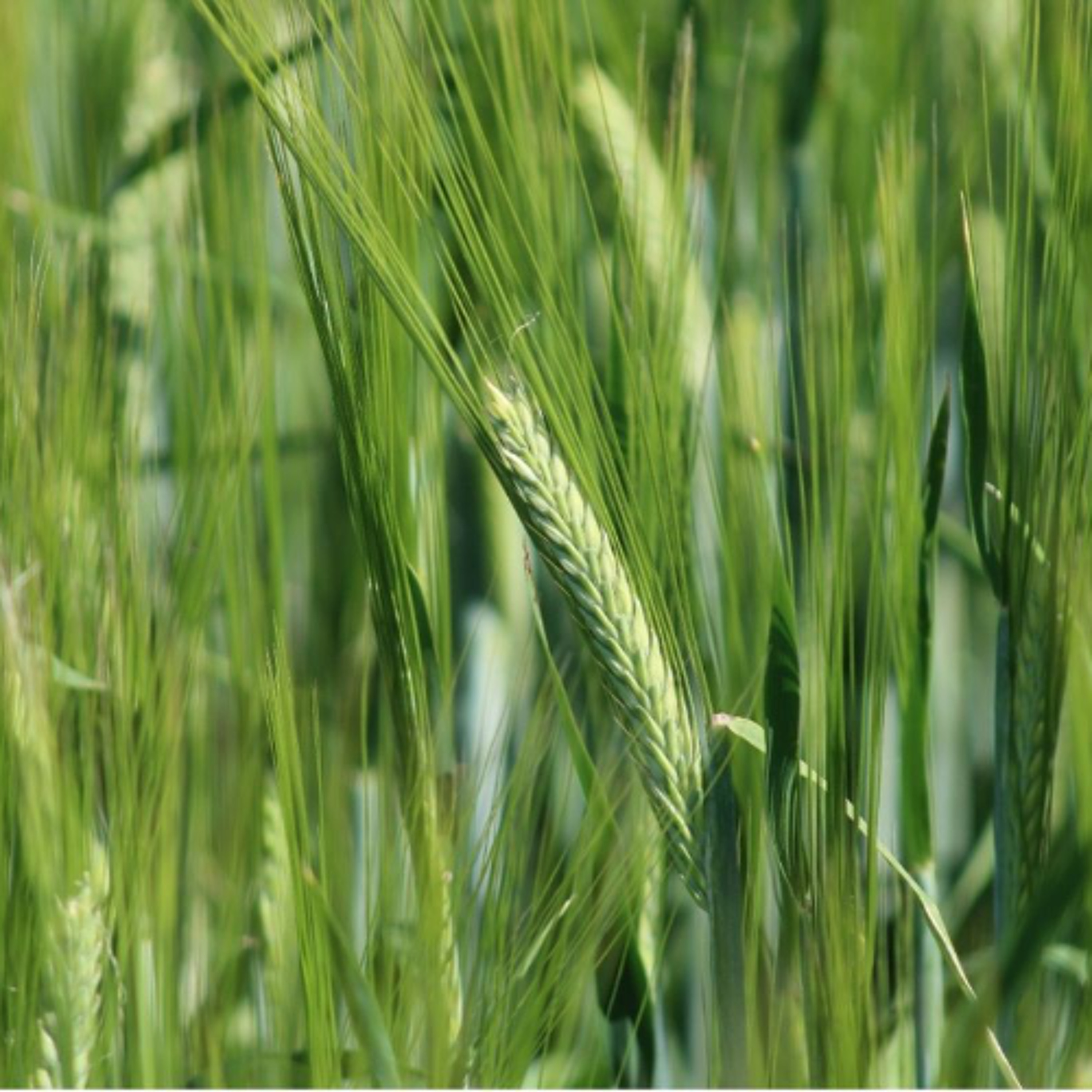 New tool revolutionizing On-Farm Trials episode artwork