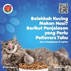 0817-273-670 Cek Darah Kucing Tangerang Selatan, Rambad Vet Clinic
