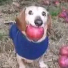 BEARWOLF - Убило (by. BSWEEDY)