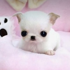 ロキソニン