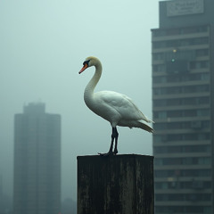 The Last Note of the Swan