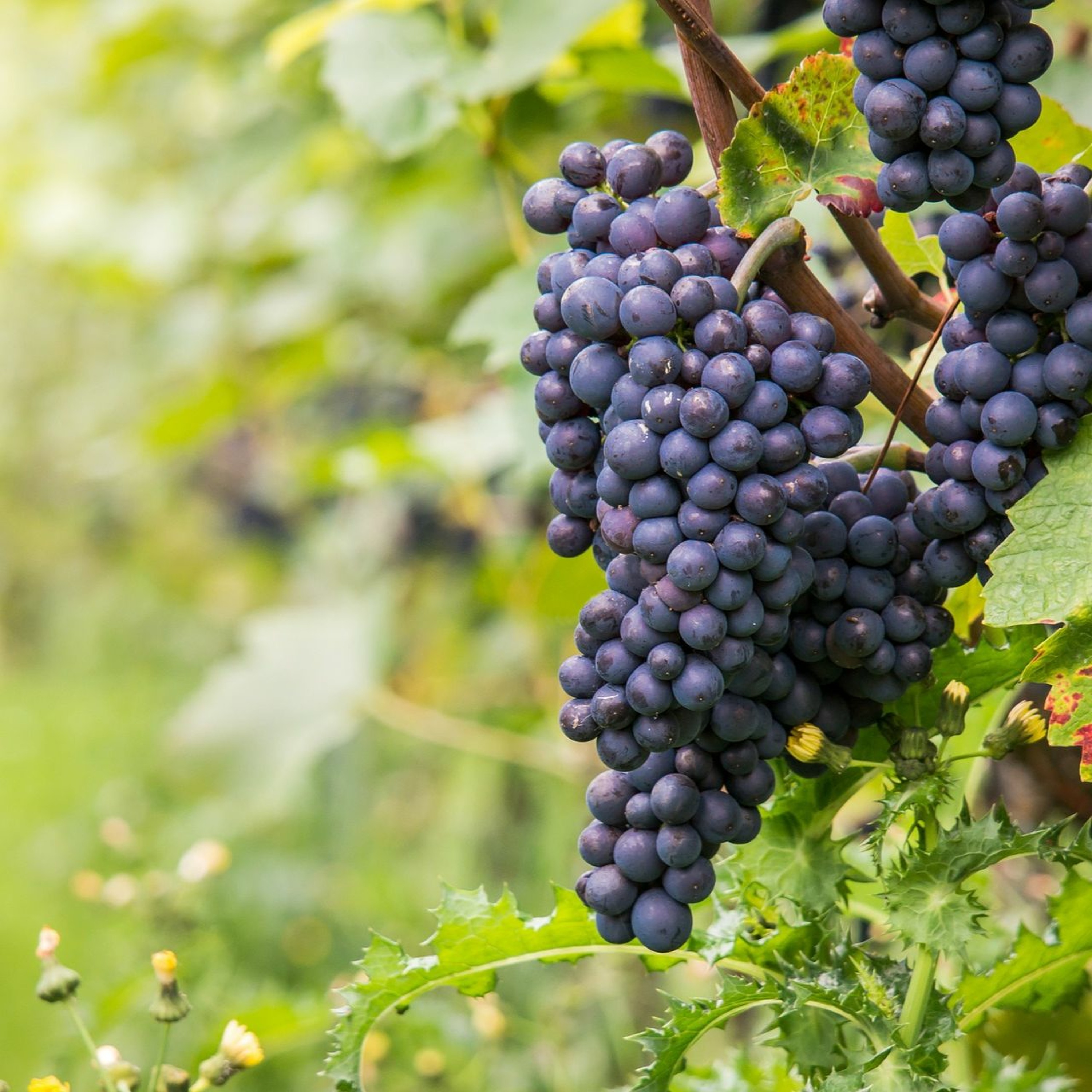 VINS | France, Portugal et Autriche : coups de cœur biologiques et biodynamiques episode artwork