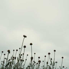 Fields of Tomorrow