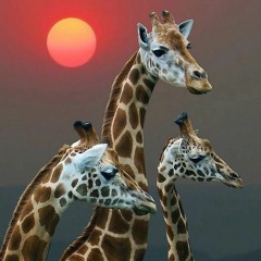 Dancing Giraffes