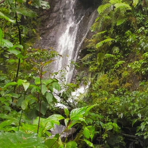 Waterfall White Noise And Nature Ambience (75 Minutes)