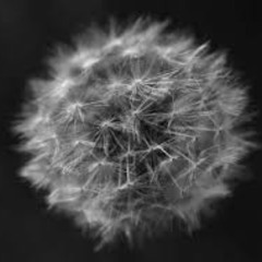 Delicate