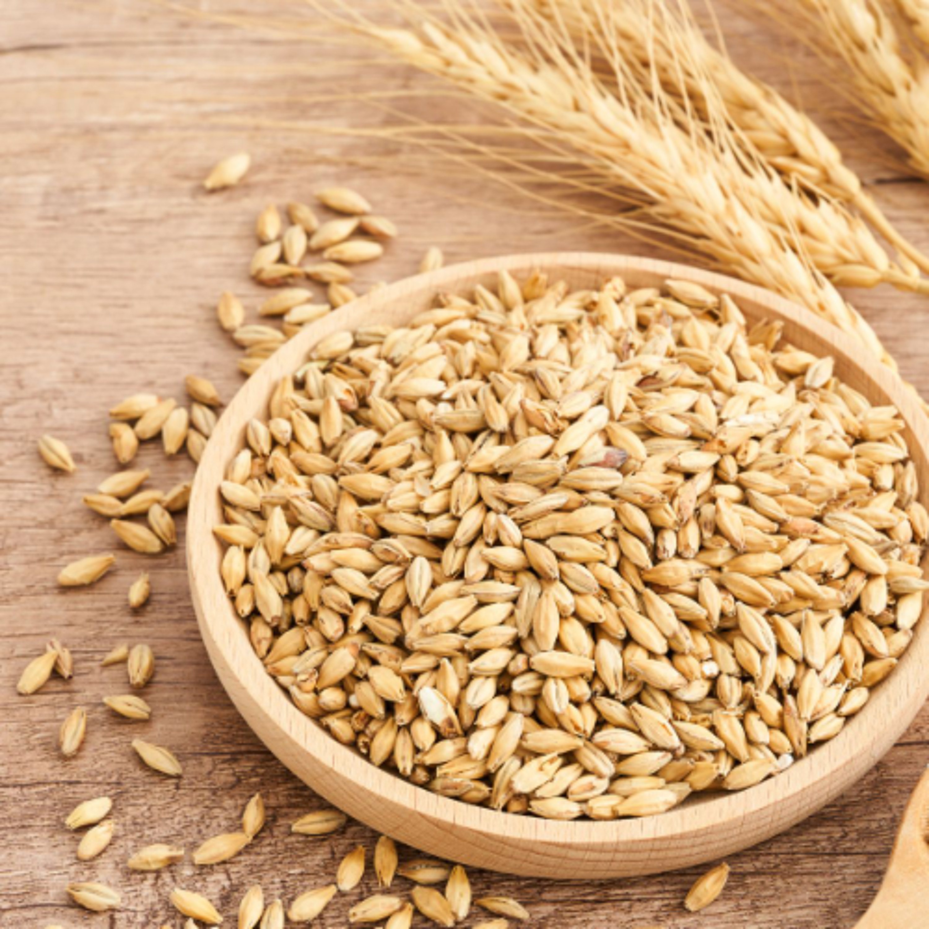 Alberta Maltster Raises Concerns Over Barley Research Shift episode artwork