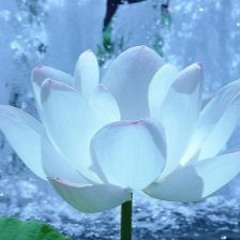 Calming Your Nervous System - Meditation