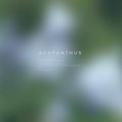 Agapanthus