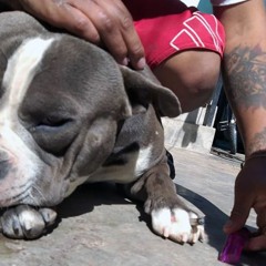 Líricas Explicitas - Trazo (previo)