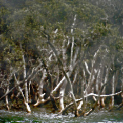 The Fallow Marshes