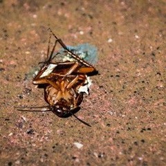 ⭐🕰️Squash The Past🕰️⭐