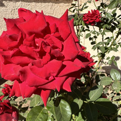 Rose Breath Solo/Partner Practice