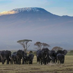 Kilimanjaro