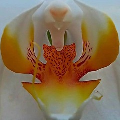 You Are My Flower