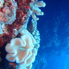 Jewelry corals