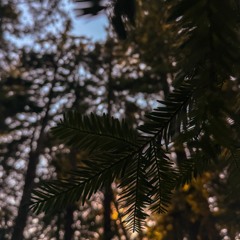 Redwoods
