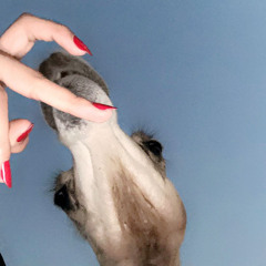 علي بن روغه - روف بي يا معذب قليب المعنى❤️‍🩹