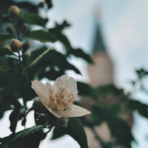 إذا ضاقت بك الدنيا _ الشيخ سعيد الكملي