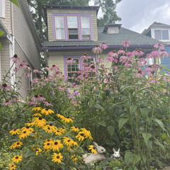 The Bunny House on Greenfield Street