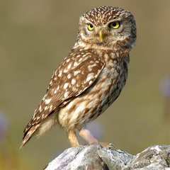 Chevêche d'Athéna Athene noctua chants et cris Houyet