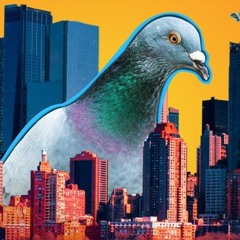 pierre the pigeon