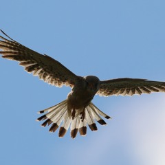 the kestrel stands haloed before the sun