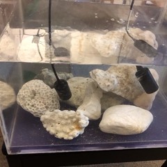 サンゴ骨格7 20 2023 - 2