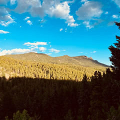 something about an orange tree