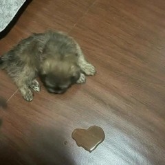 naaraz (prod. zoowe)