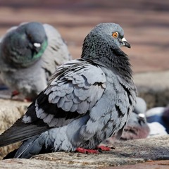 Pigeon Licker