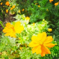 color