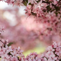 Blossoms- $coota pain x Flinestoner