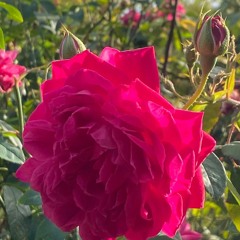 02.07.2022 - Cap. XI - Amar o Próximo Como a Si Mesmo - A Fé e a Caridade (6)