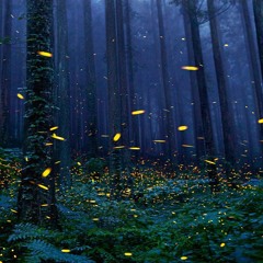 Hidden Grove (Chillstep)