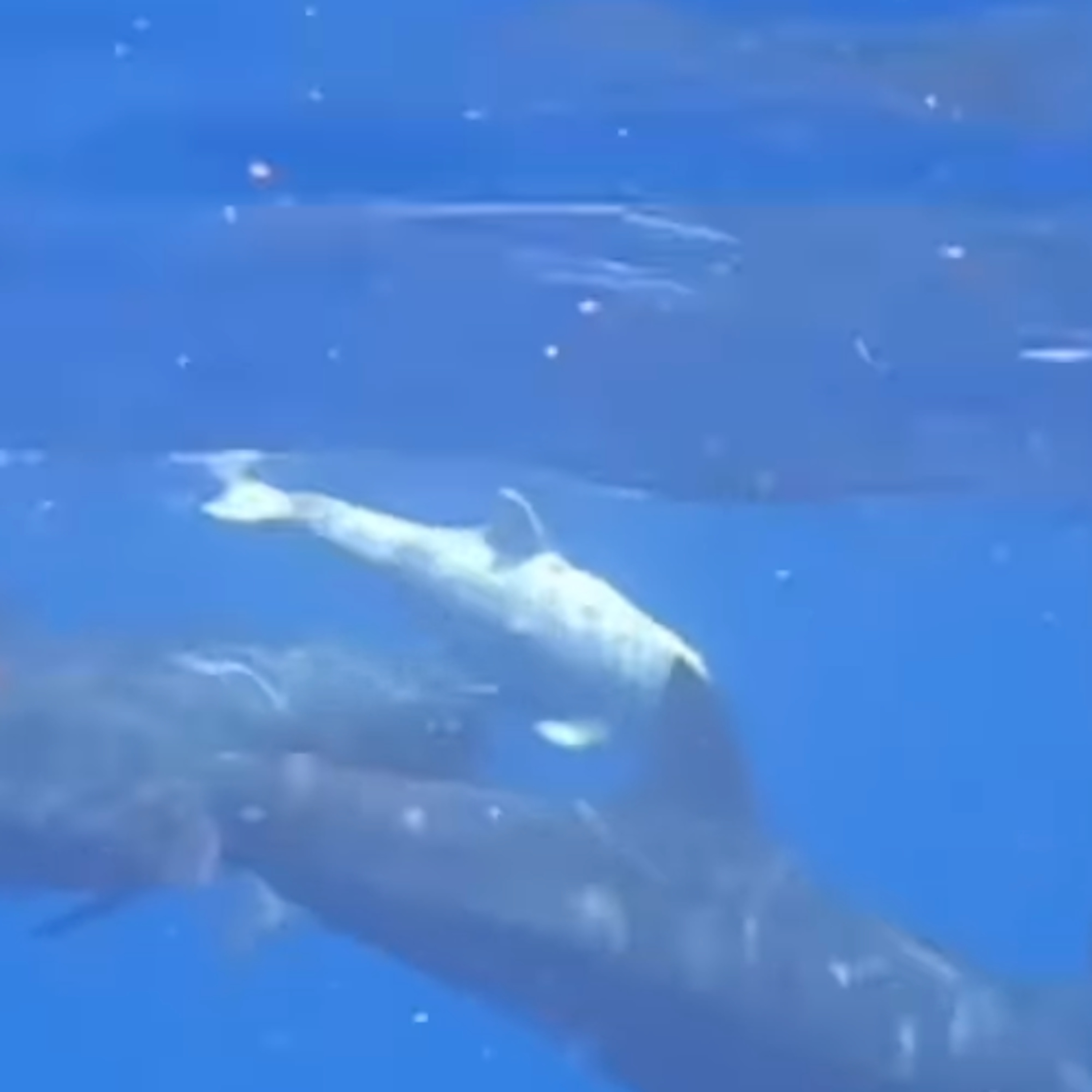 Leviathan Chant Entertainment