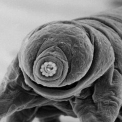 Episode 237 - Tardigrades