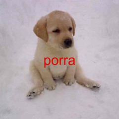 snt n pk e prnd (( DJ KOALA6 ))