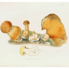 HK_Fantaisies_tracks_169
