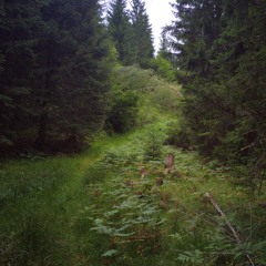 waldfee_20240827