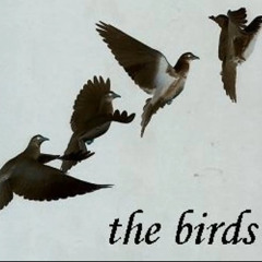 the birds - planet of the birds