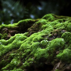 The Medicine Of Moss - The Embodied Forest - Full Moon Meditation - February 2022