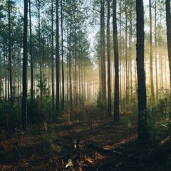 The Forest Told Me